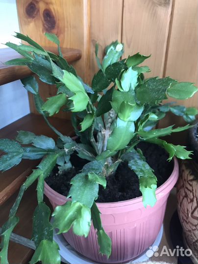 Декабрист шлюмбергера