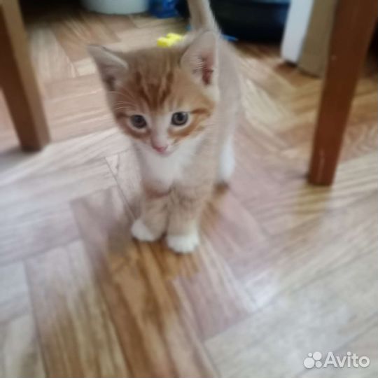 Котята (бесплатно)