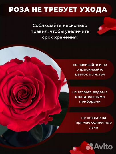 Роза в колбе