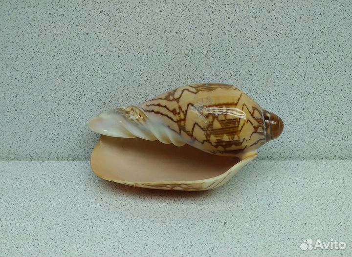 Валюта Нобилис 9,1 морская ракушка раковина