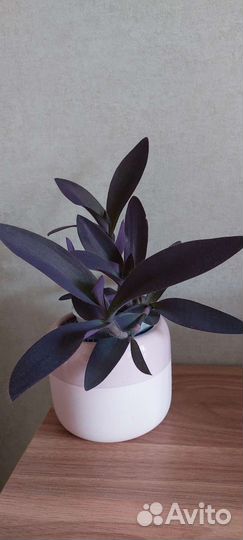 Традесканция