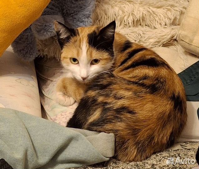 Кошка