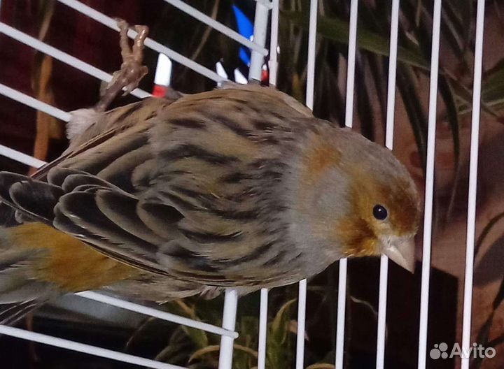 Канарейки с клеткой