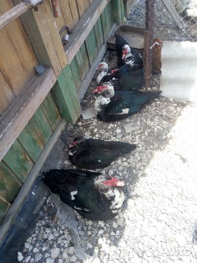 Продам гусей, индоуток, яйца