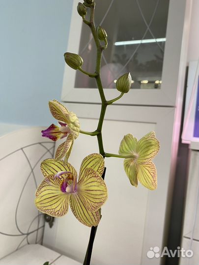 Орхидея фаленопсис