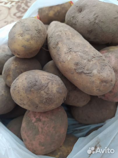 Продам картофель