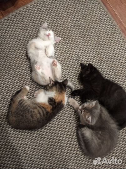 Котята в добрые руки