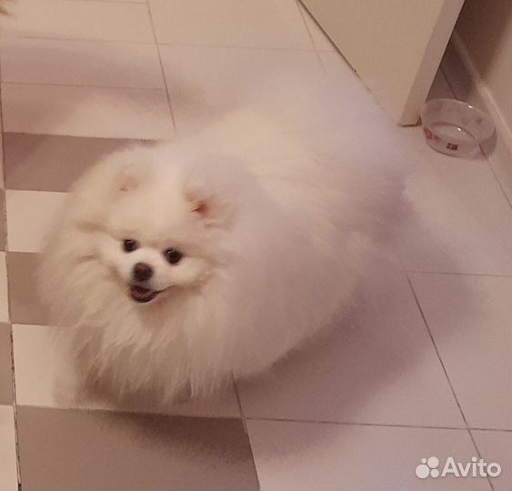 Немецкий шпиц вязка мальчик