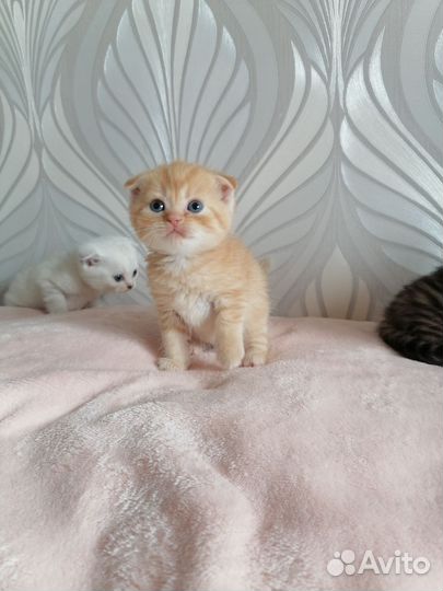 Шотландская