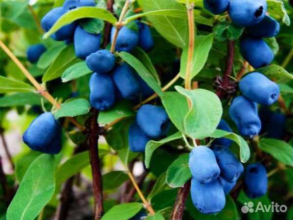 Жимолость разные сорта Природа-71