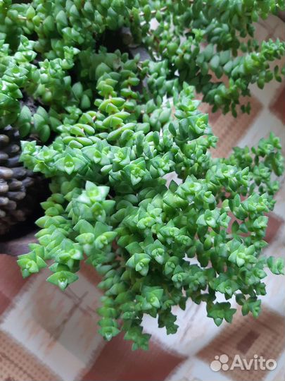 Суккуленты Sedum dasyphyllum