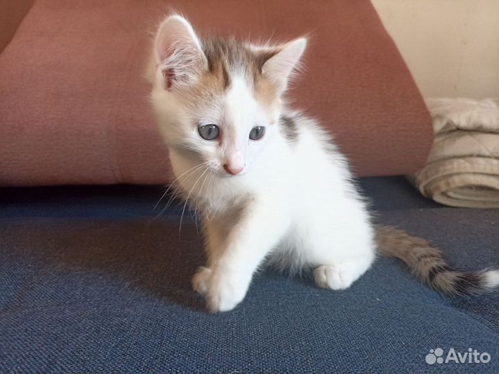 Котята отдам бесплатно