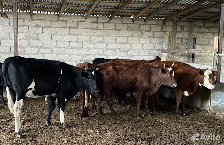 Продаются телки