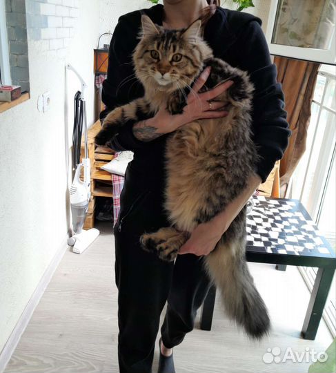 Кошки мейн-кун