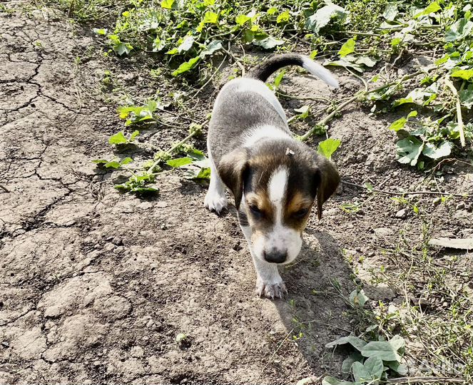 Русская пегая гончая