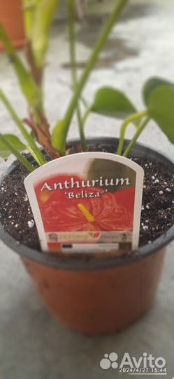 Антуриум Белиза