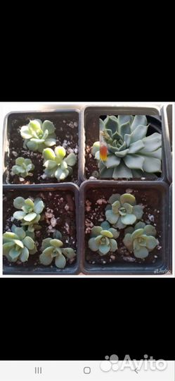 Суккуленты