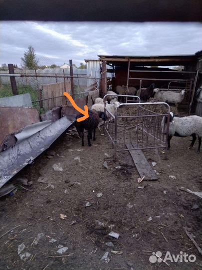 Баран на племя