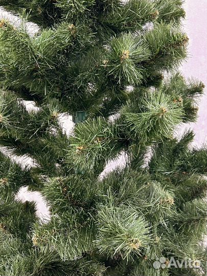 Сосна новогодняя