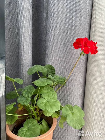 Герань пеларгония(большой выбор сортов)