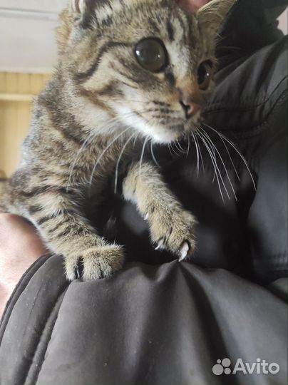 Котята мышеловы