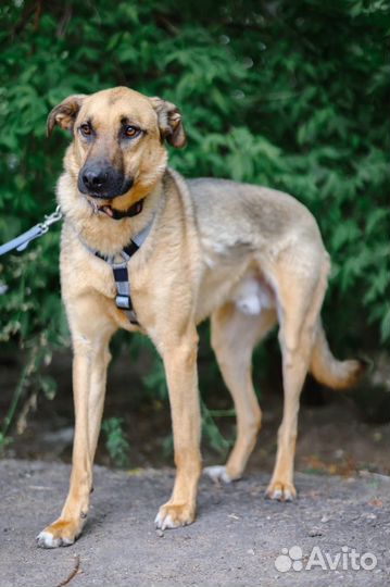 Лео молодой мальчик в добрые руки