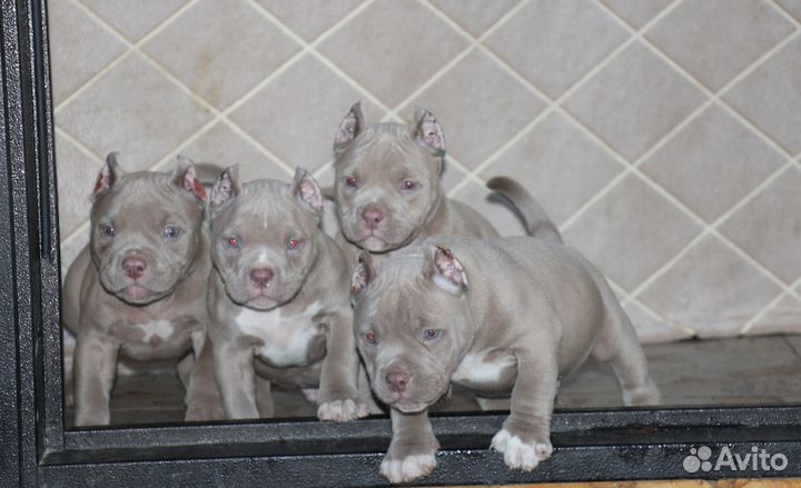 Крутые щенки амбулли