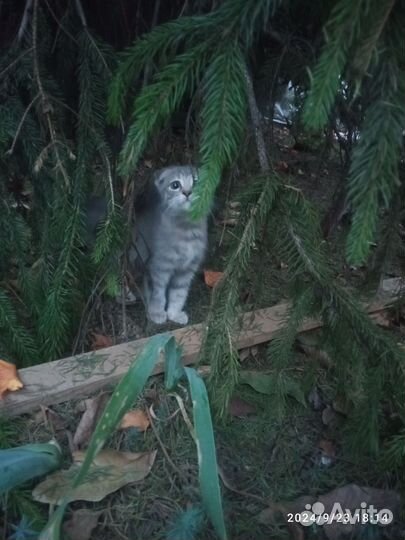 Котята в добрые руки бесплатно девочка