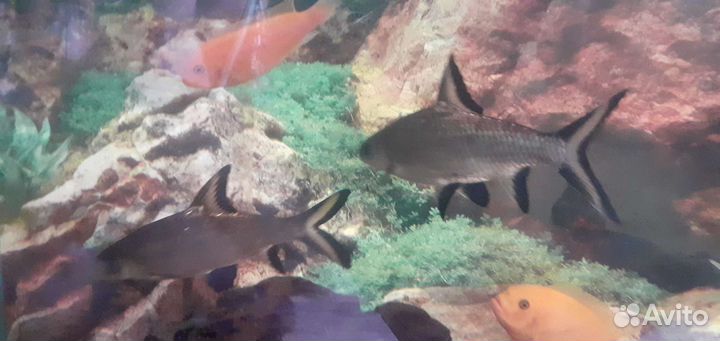 Аквариумные рыбки