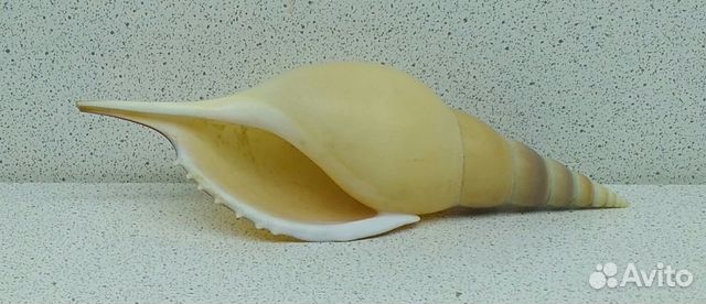 Тибия Мартини 11,9