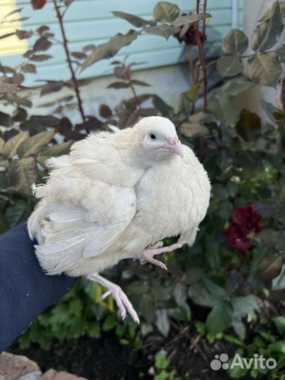 Мясо перепелов