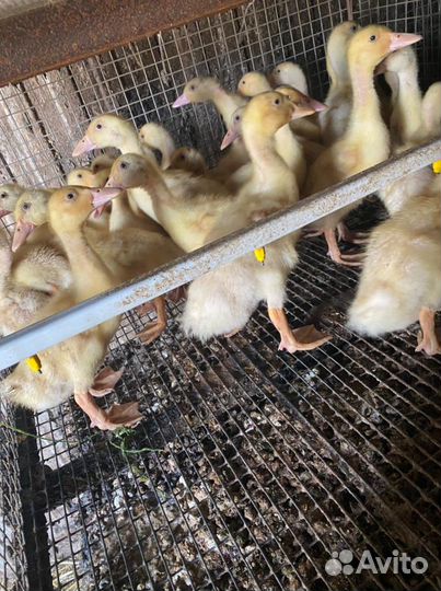 Утка подрощенная