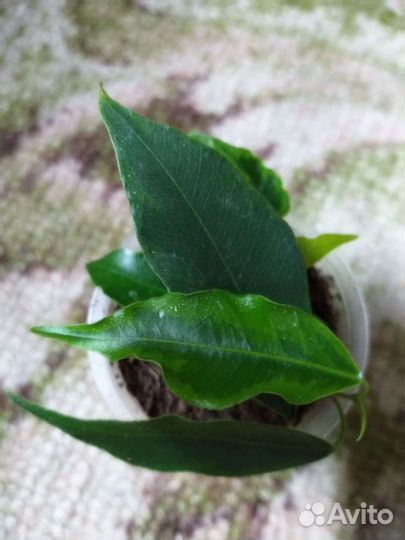 Фикус Бенджамина