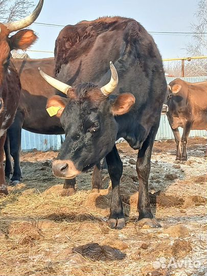 Корова стельная дойная