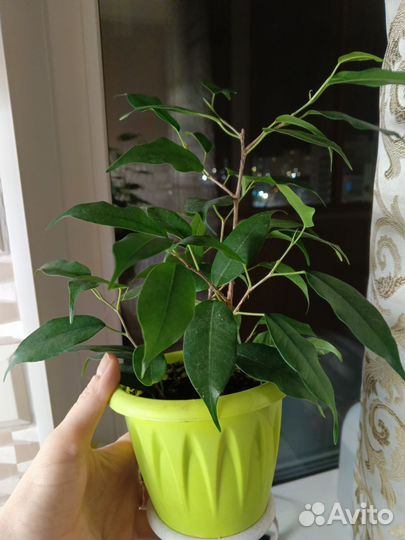 Фикус бенджамина