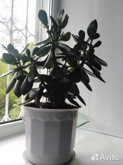 Денежное дерево