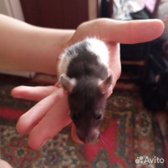 Декоративная крыса дамбо