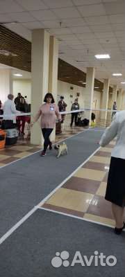 Щенки мопса