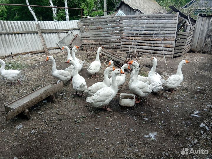 Продаю гусей