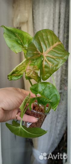 Сингониумы