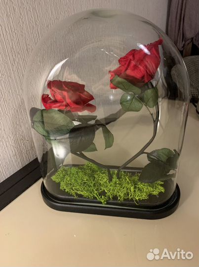 Стабилизированная роза