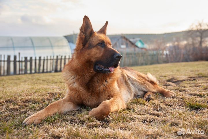 Немецкая овчарка вязка кобель