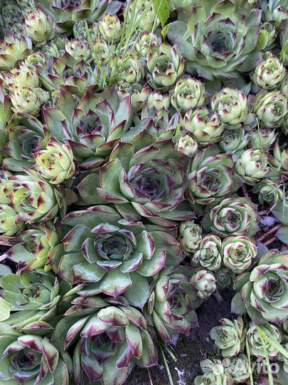 Растения цветы для сада