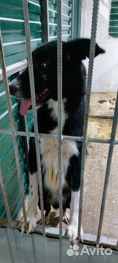Две девчонки-неженки в пожизненном отлове