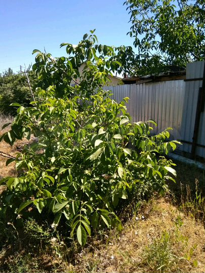 Участок 9 сот. (СНТ, ДНП)