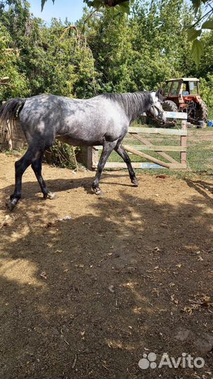 Продаю кабылу