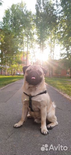 Мопс