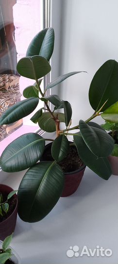 Фикус каучуконосный