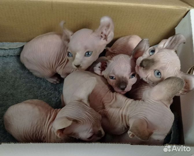 Канадский сфинкс