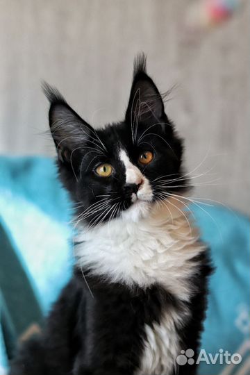 Котята мейн-кун